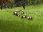 TRUNPA - pochod s ovcemi - transhumance