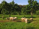 Letos sociálně zemědělská biopárty - v sobotu 10. září 2011