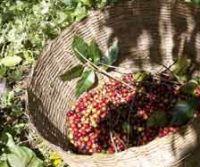 ecomama mamacoffee